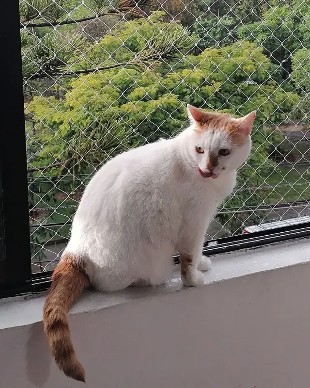 Gato sentado junto a ventana con malla de seguridad para gatos